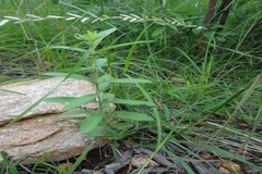 Indoneesiella echioides